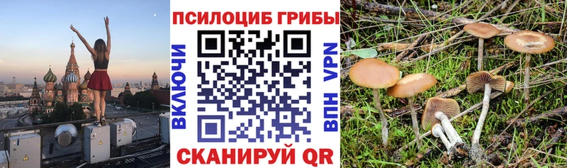 блэк спрут ссылка  Вязьма  Галлюциногенные грибы мицелий 